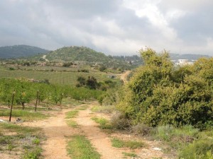 מבט על תל צובה מצפון שלוחת צובה
