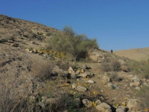 שמורת החלמוניות במדרון רכס בוקר